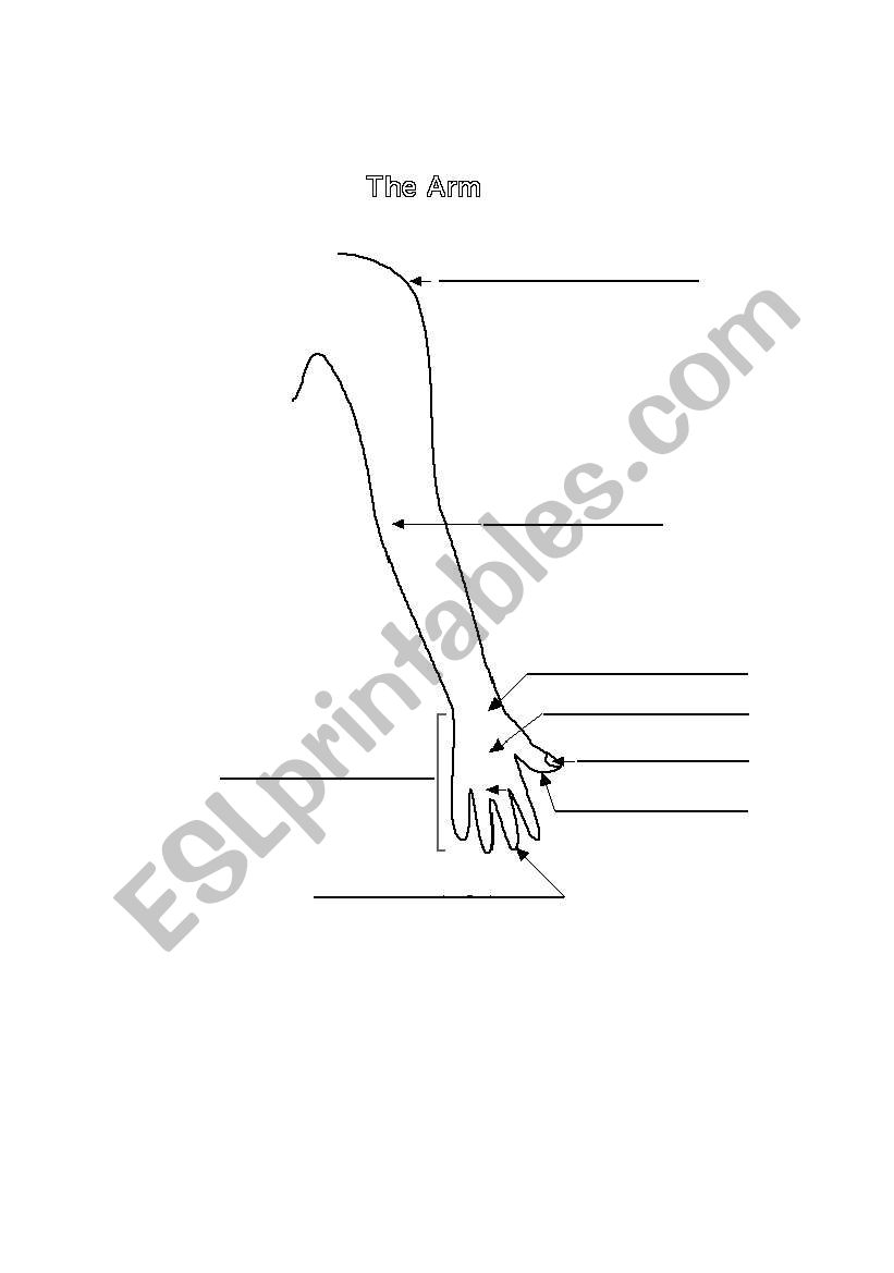 Label the parts of the arm worksheet