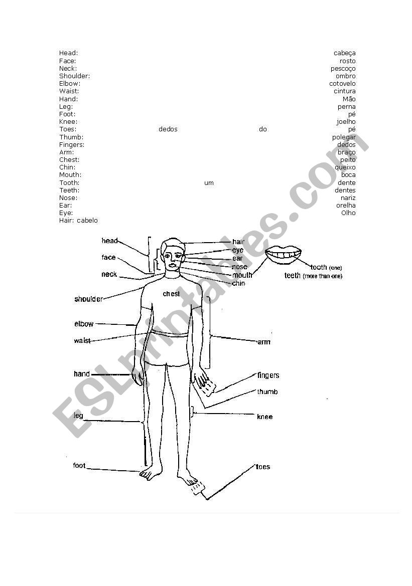 body partas worksheet