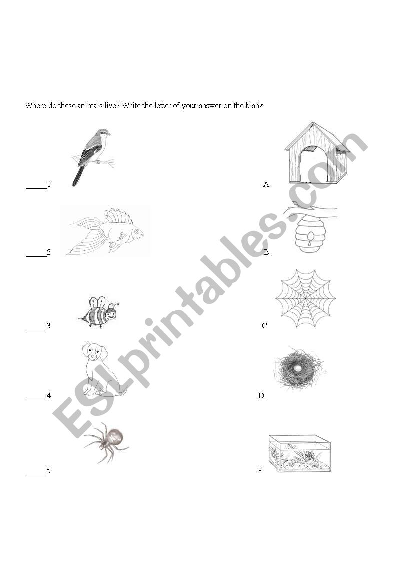 Animals Shelter worksheet