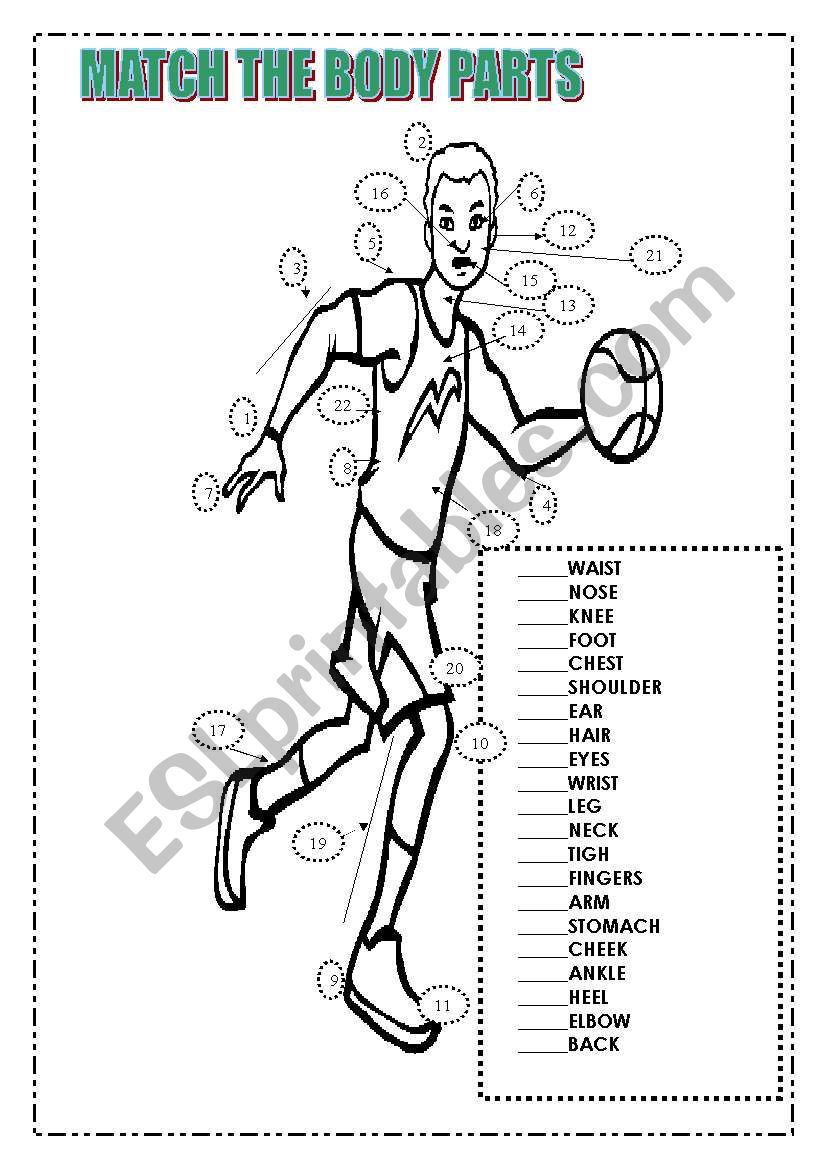 Match the body parts worksheet
