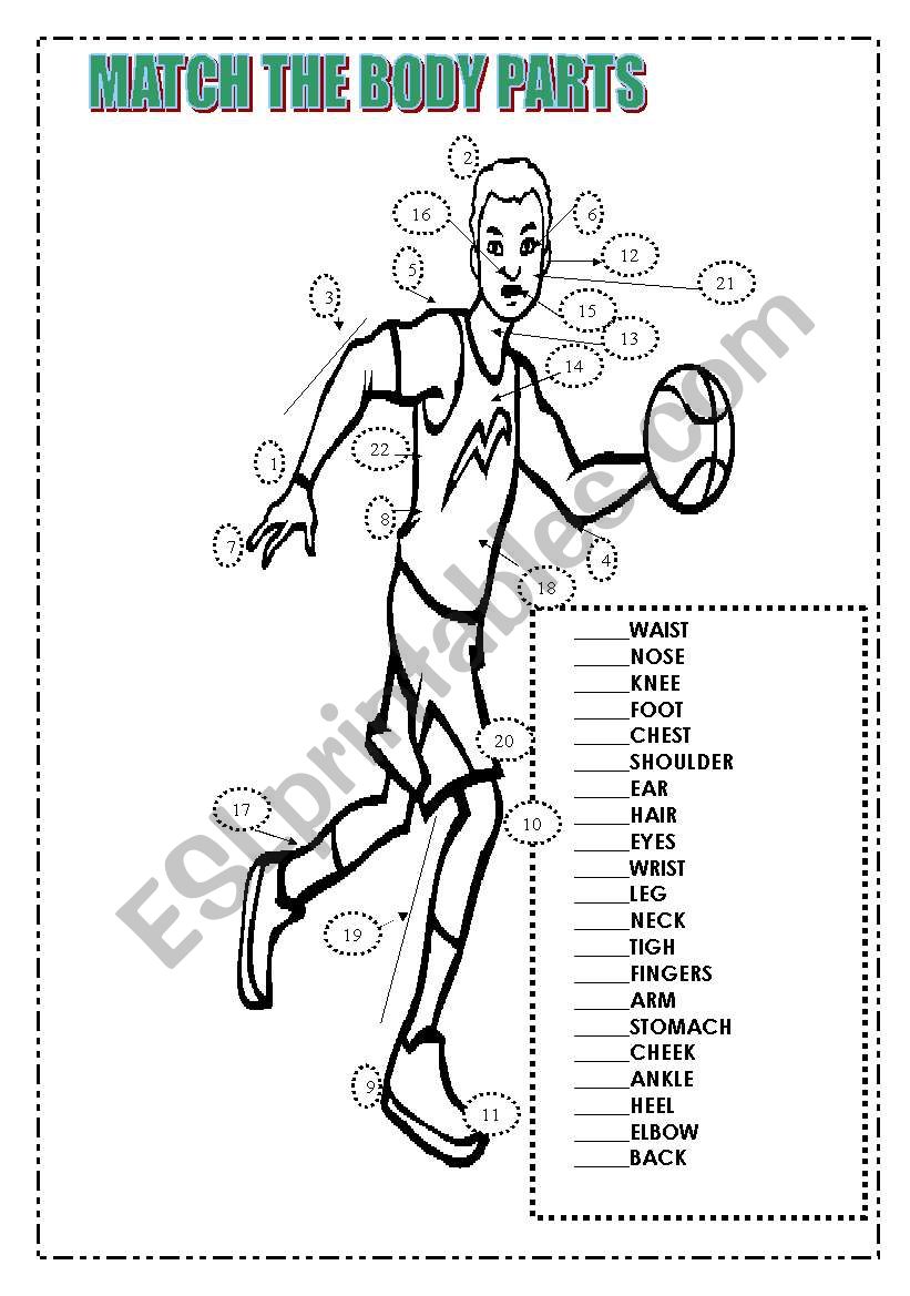 Match the body parts worksheet