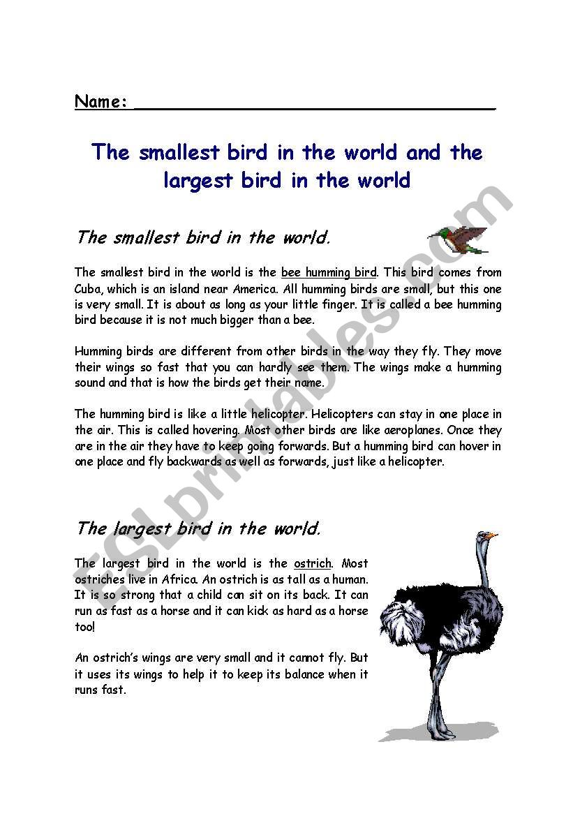 The smallest bird worksheet