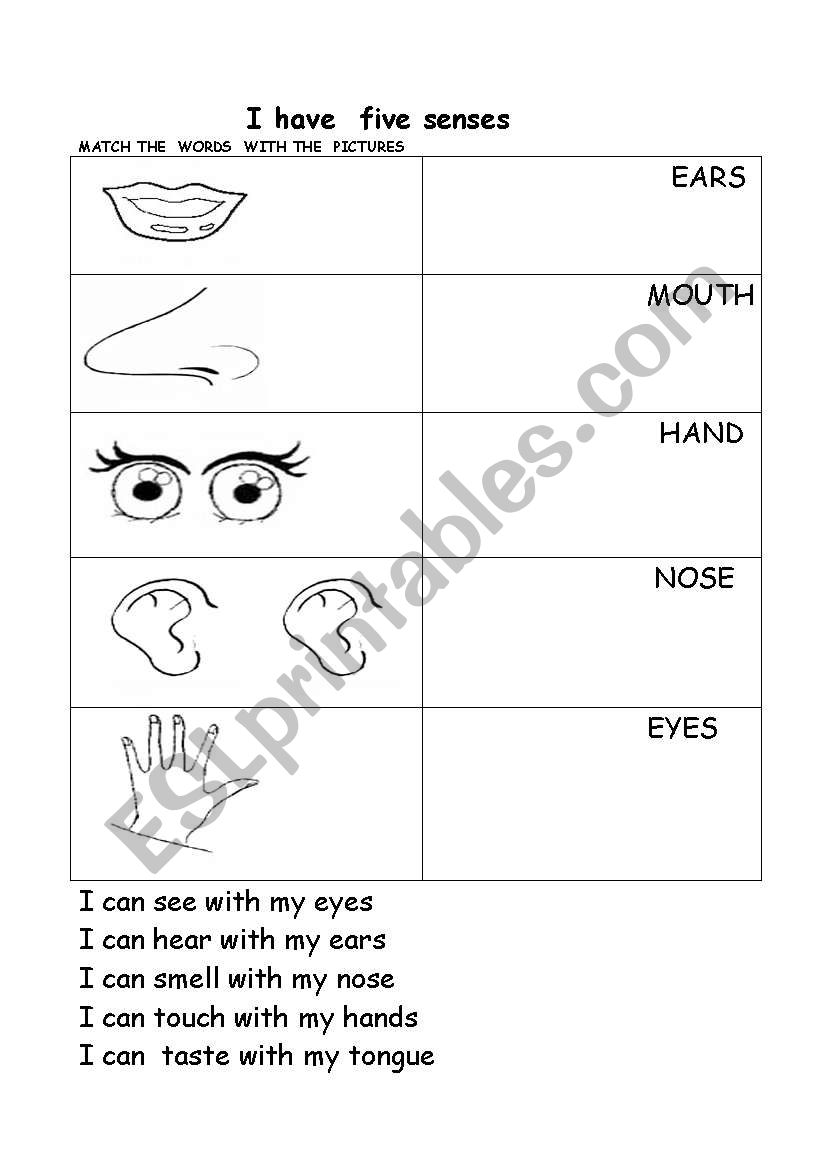 five senses worksheet