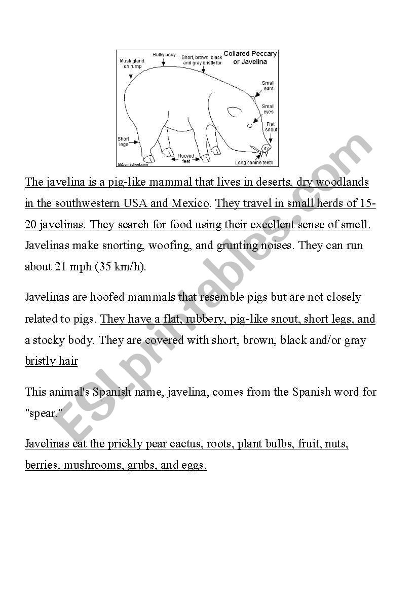 Javelina is a Pig worksheet