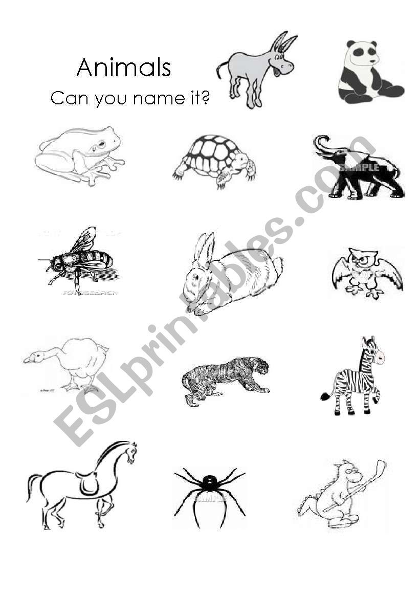 Animals worksheet