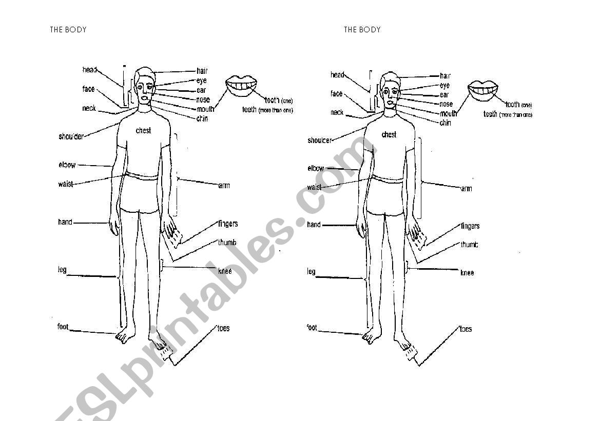 The Body worksheet