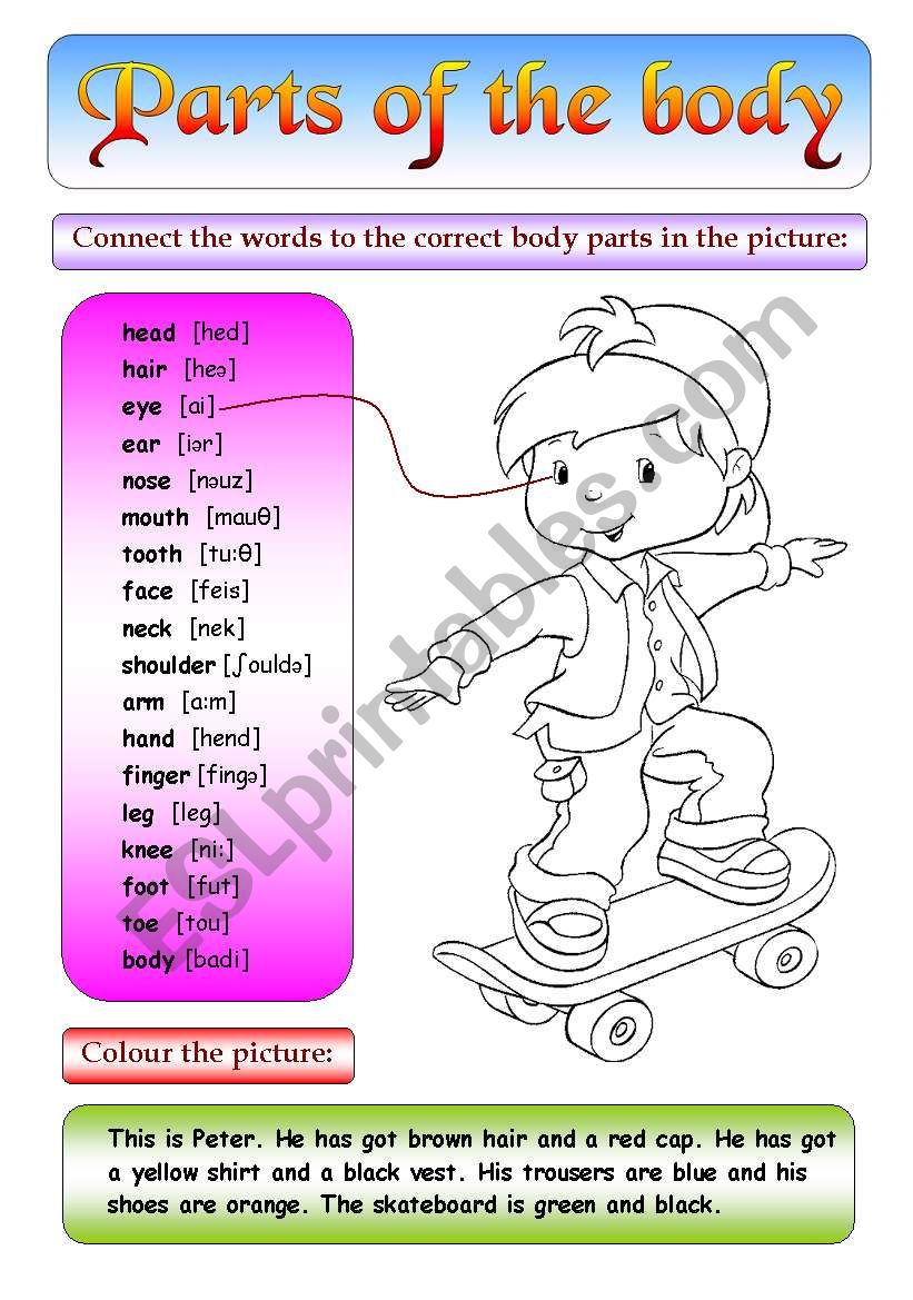 Parts of the body - Boys worksheet