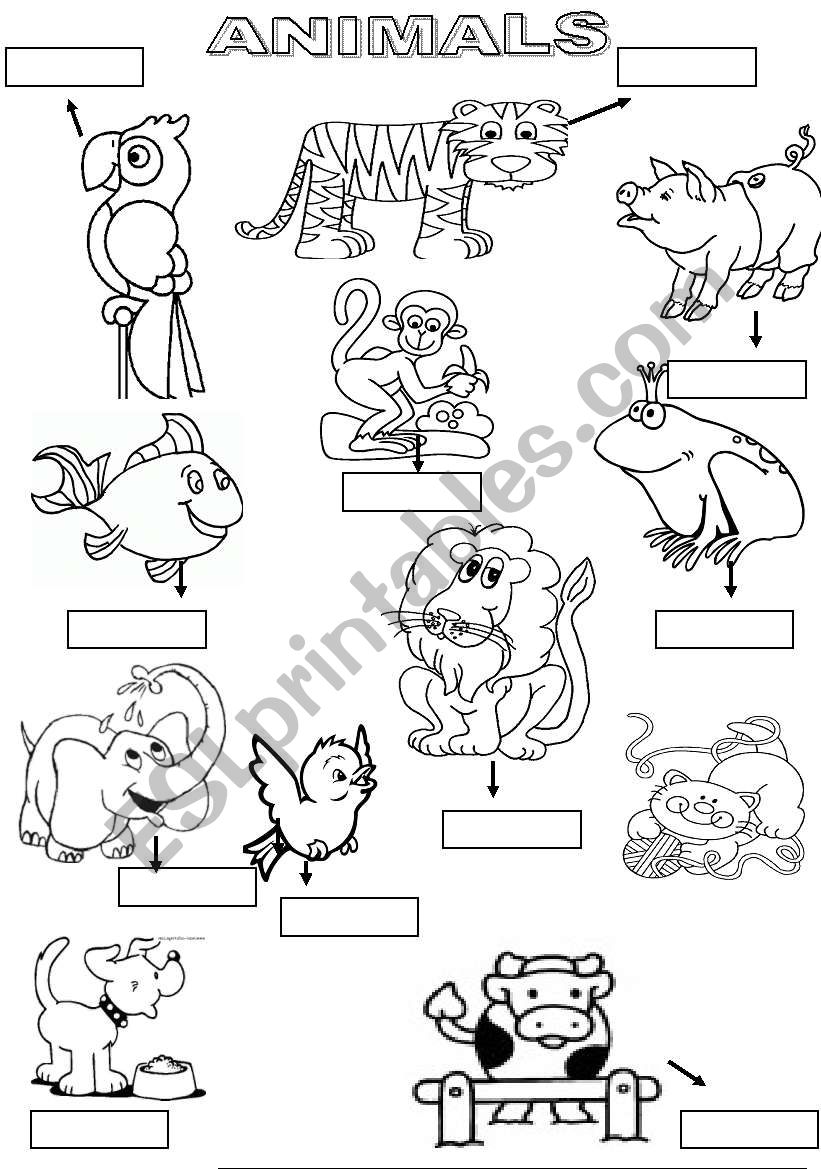 Animals worksheet