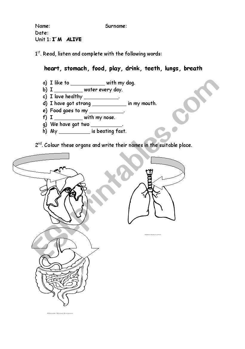 Organs: heart, stomach and lungs