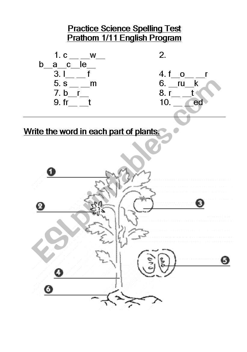 part of plants worksheet