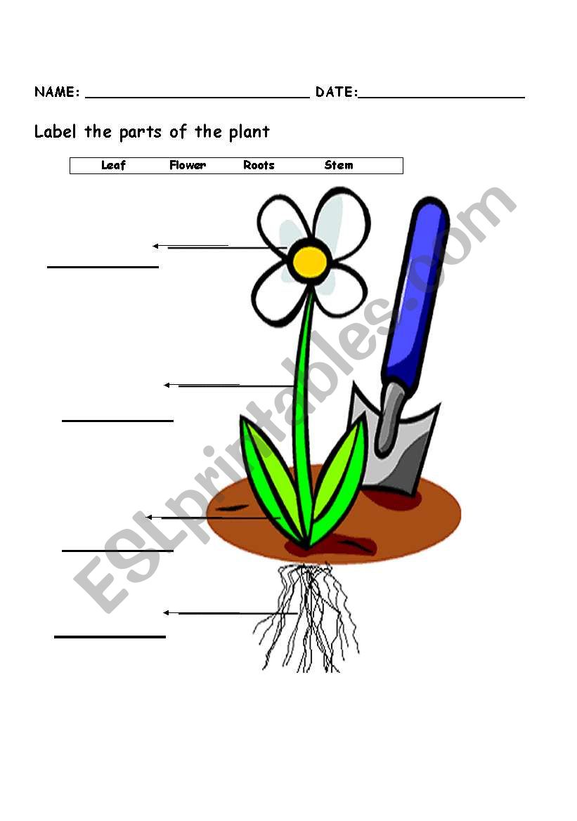 THE PLANT worksheet