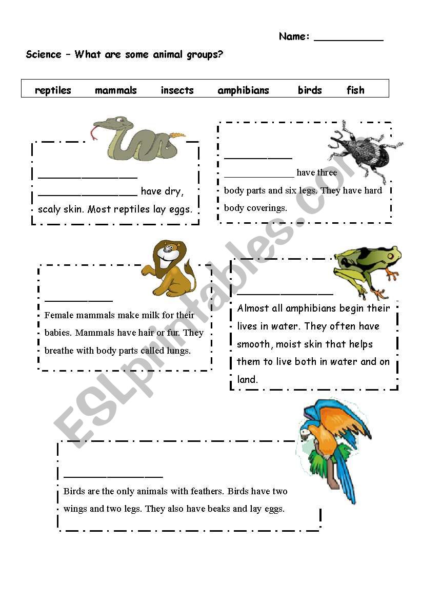 What are some animal groups? worksheet
