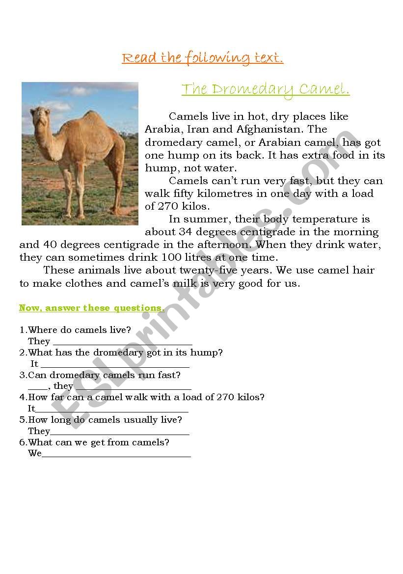 The Dromedary Camel. worksheet