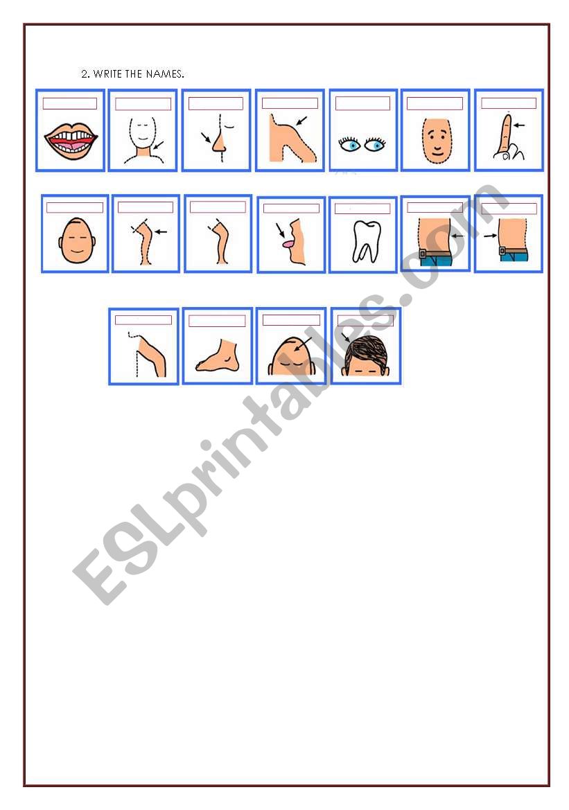 Parts of the body 2/2 worksheet