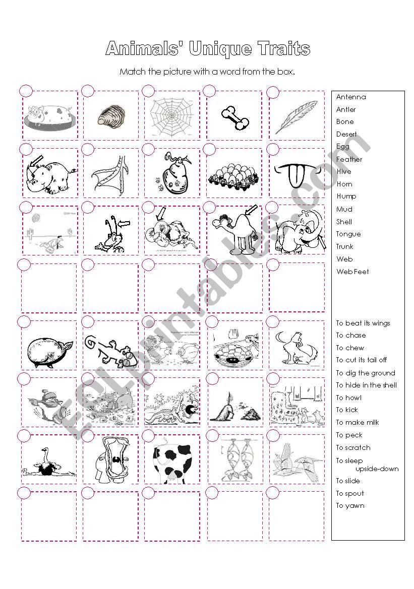 Animals Unique Traits worksheet