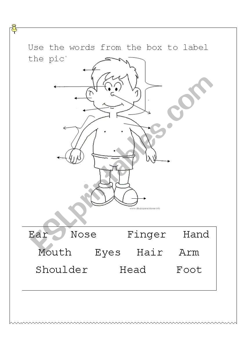 Body parts II worksheet