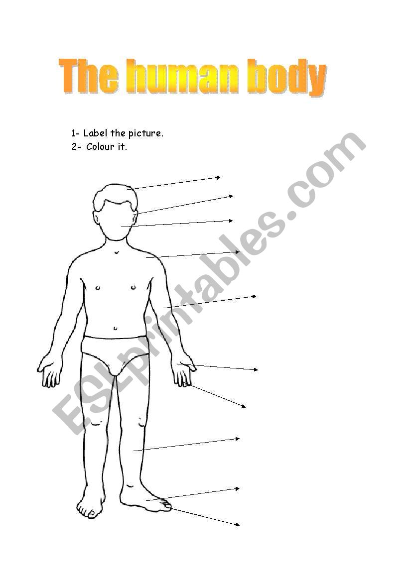 Human body worksheet