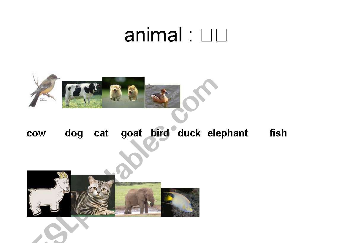 Animals  worksheet