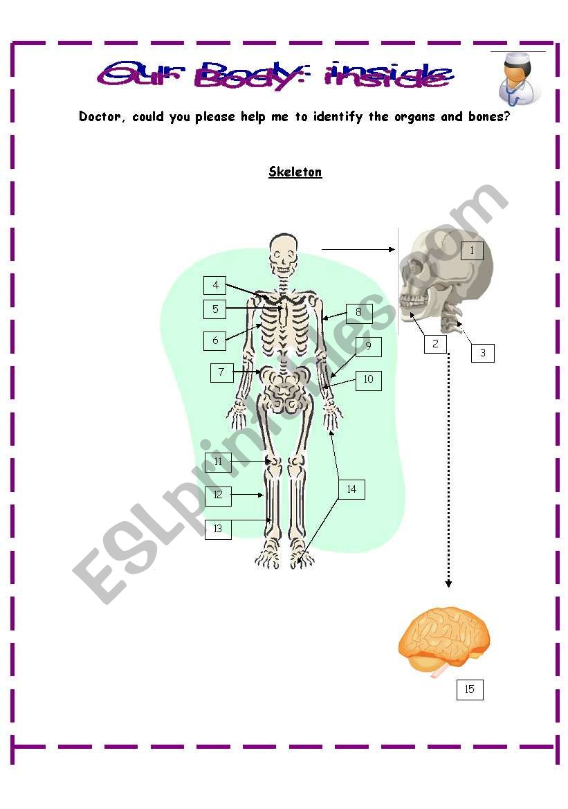 Our body: inside worksheet