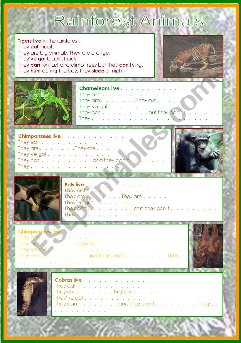 RAINFOREST ANIMALS worksheet