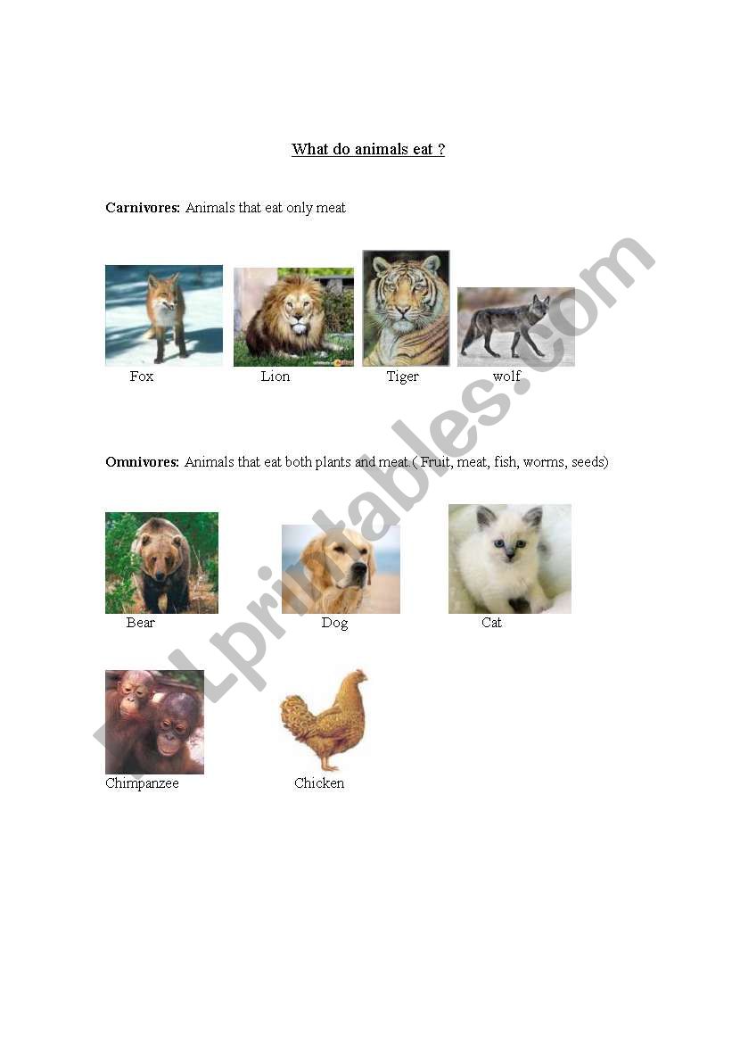 What do animals eat ? worksheet