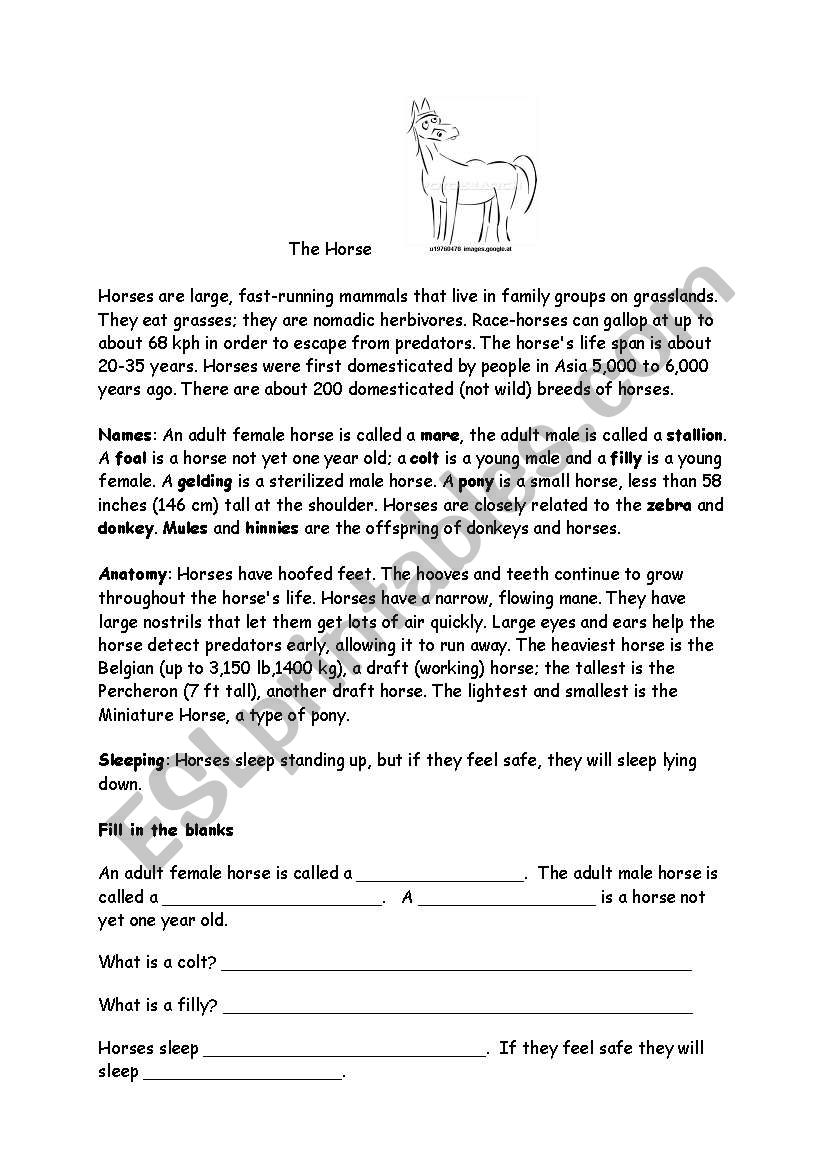 The horse worksheet