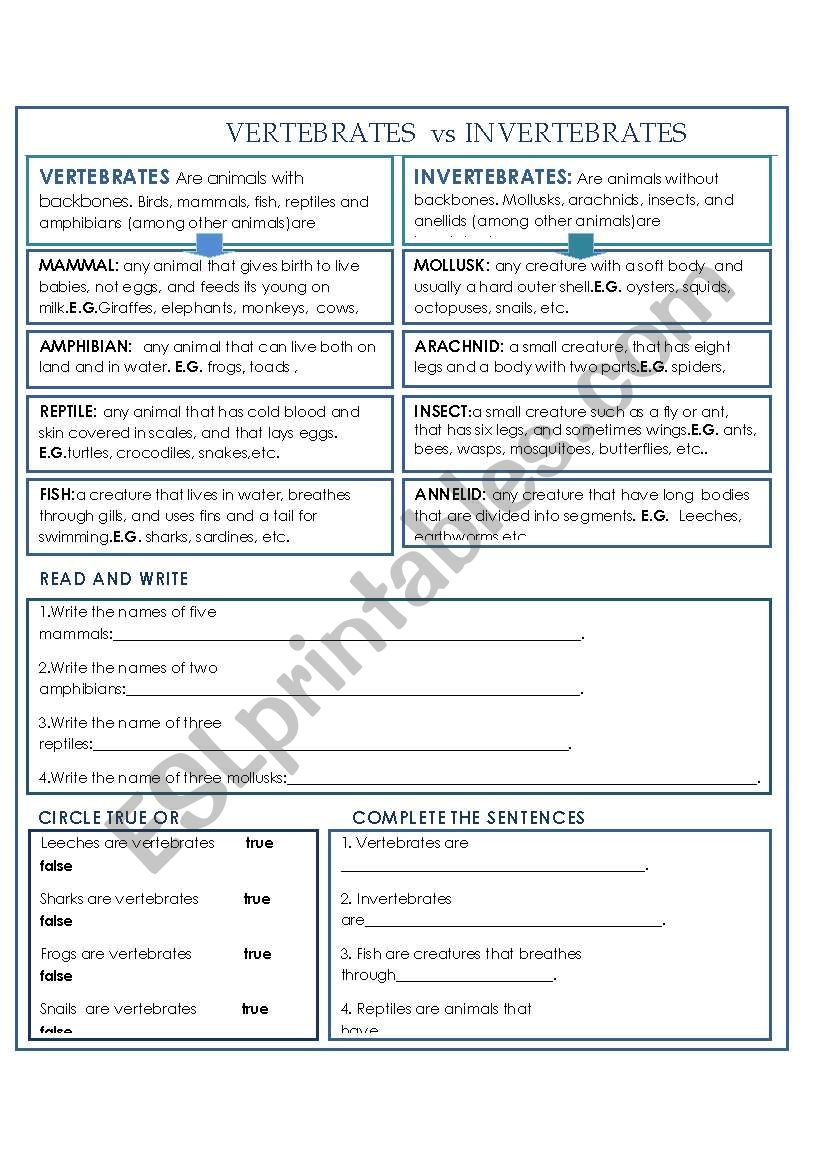 Vertebrates vs invertebrates worksheet