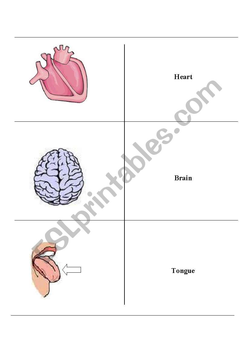 Body Parts Flashcards worksheet