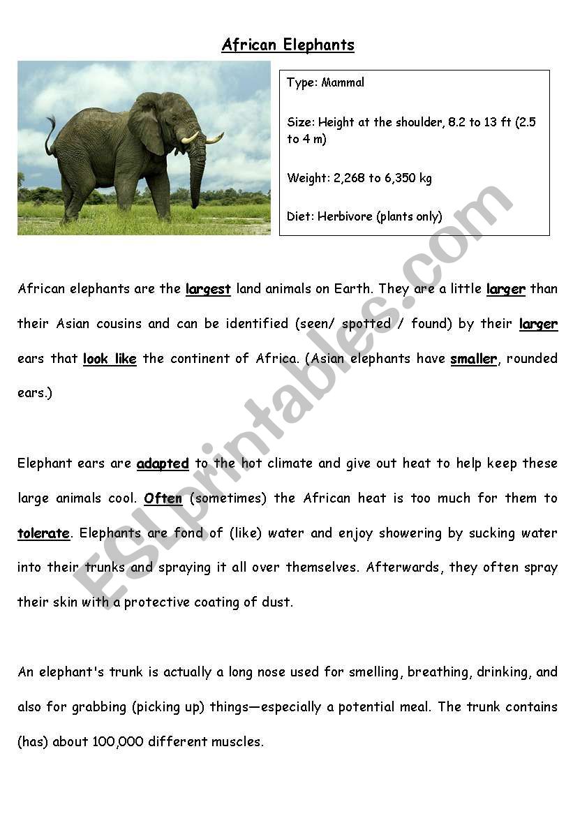 African Elephants  worksheet