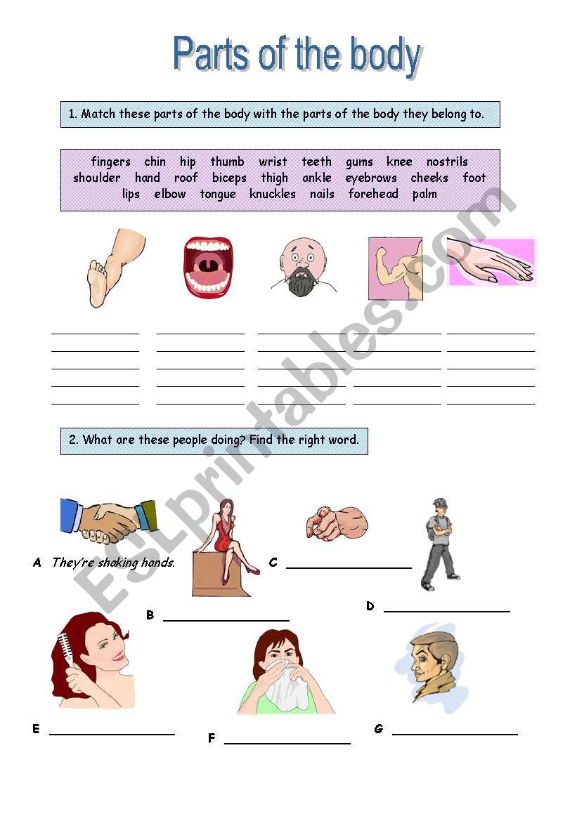 Parts of the BODY  worksheet