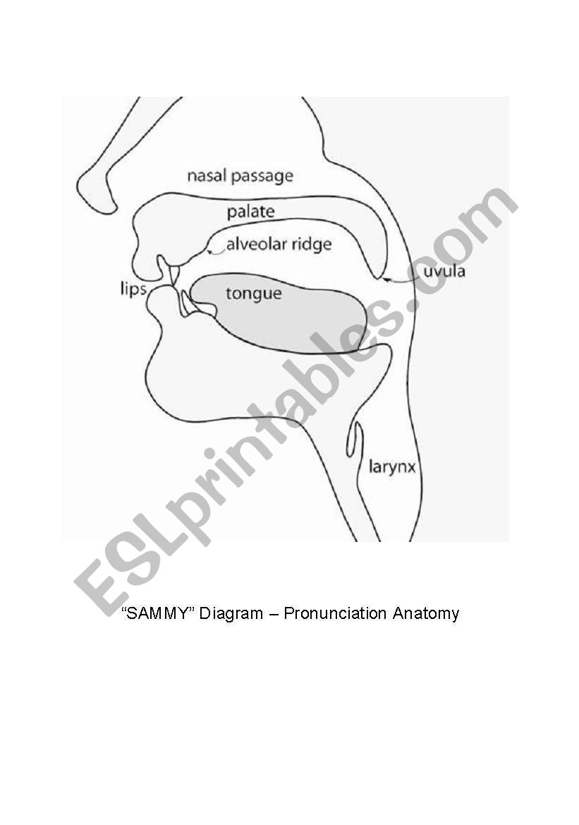 SAMMY diagram - Pronunciation Anatomy