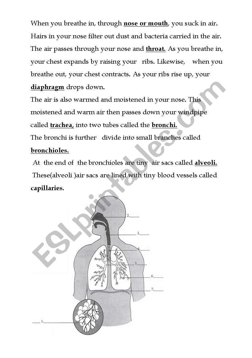Respiration tutorial worksheet