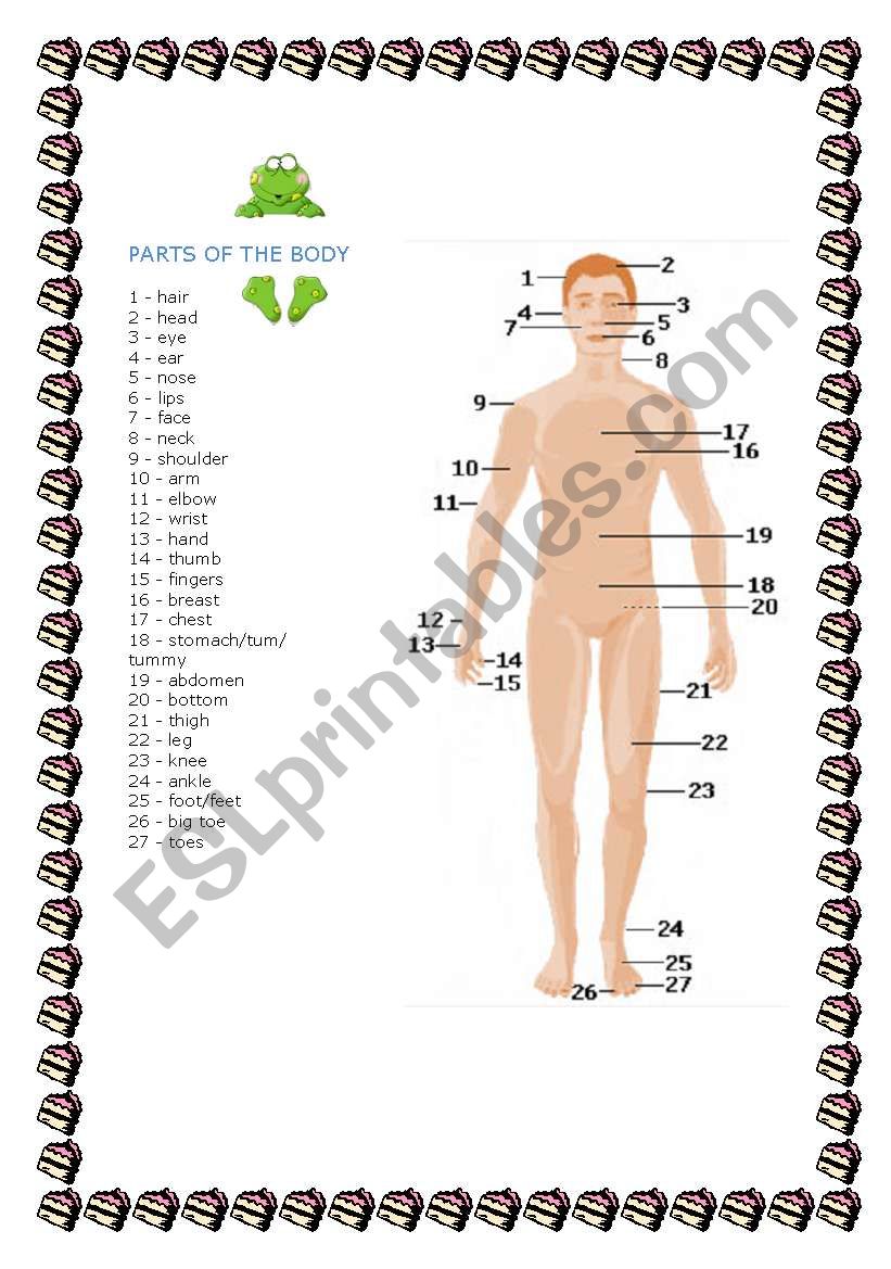 Parts of the body worksheet