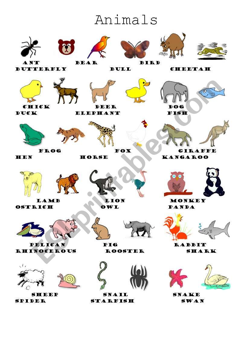 Animals worksheet