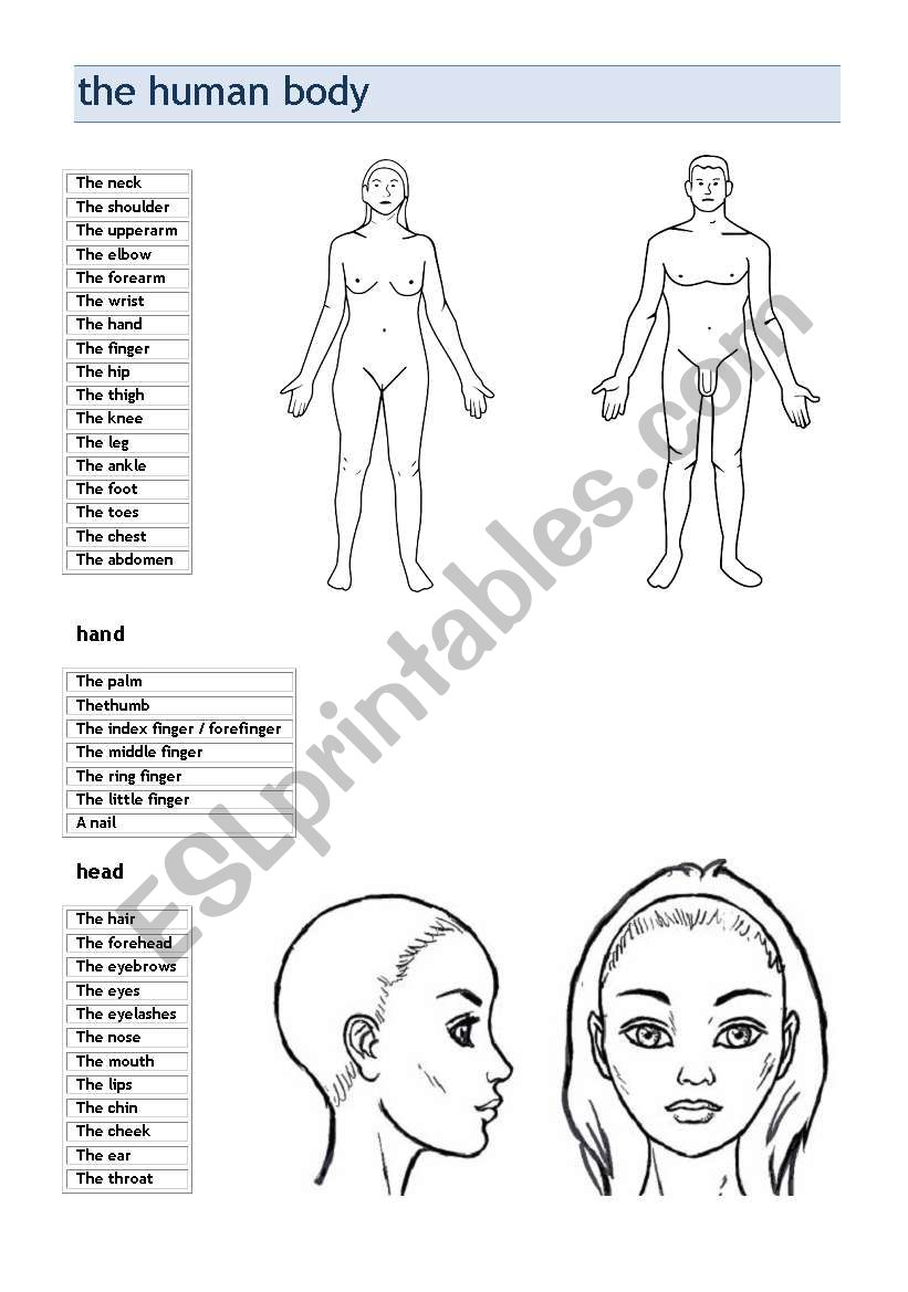 the human body worksheet