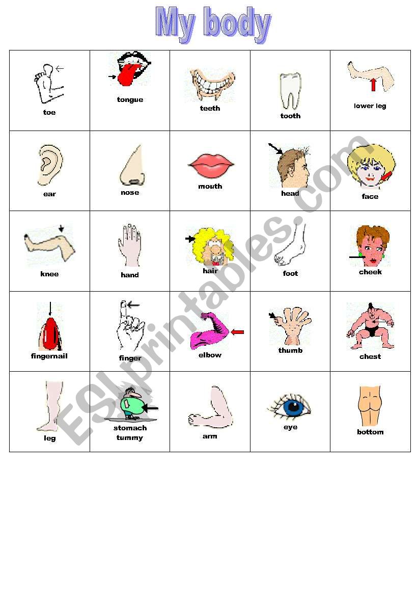 My body - Flashcards worksheet