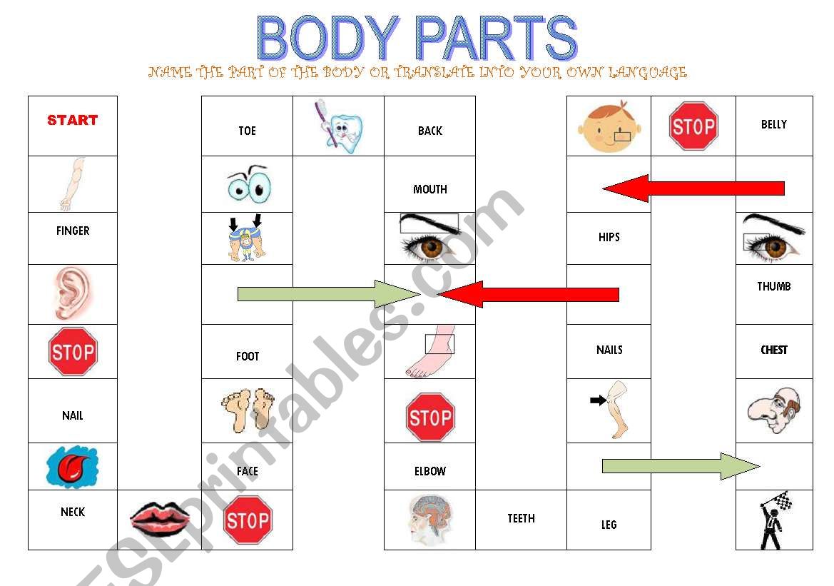 PARTS OF THE BODY worksheet