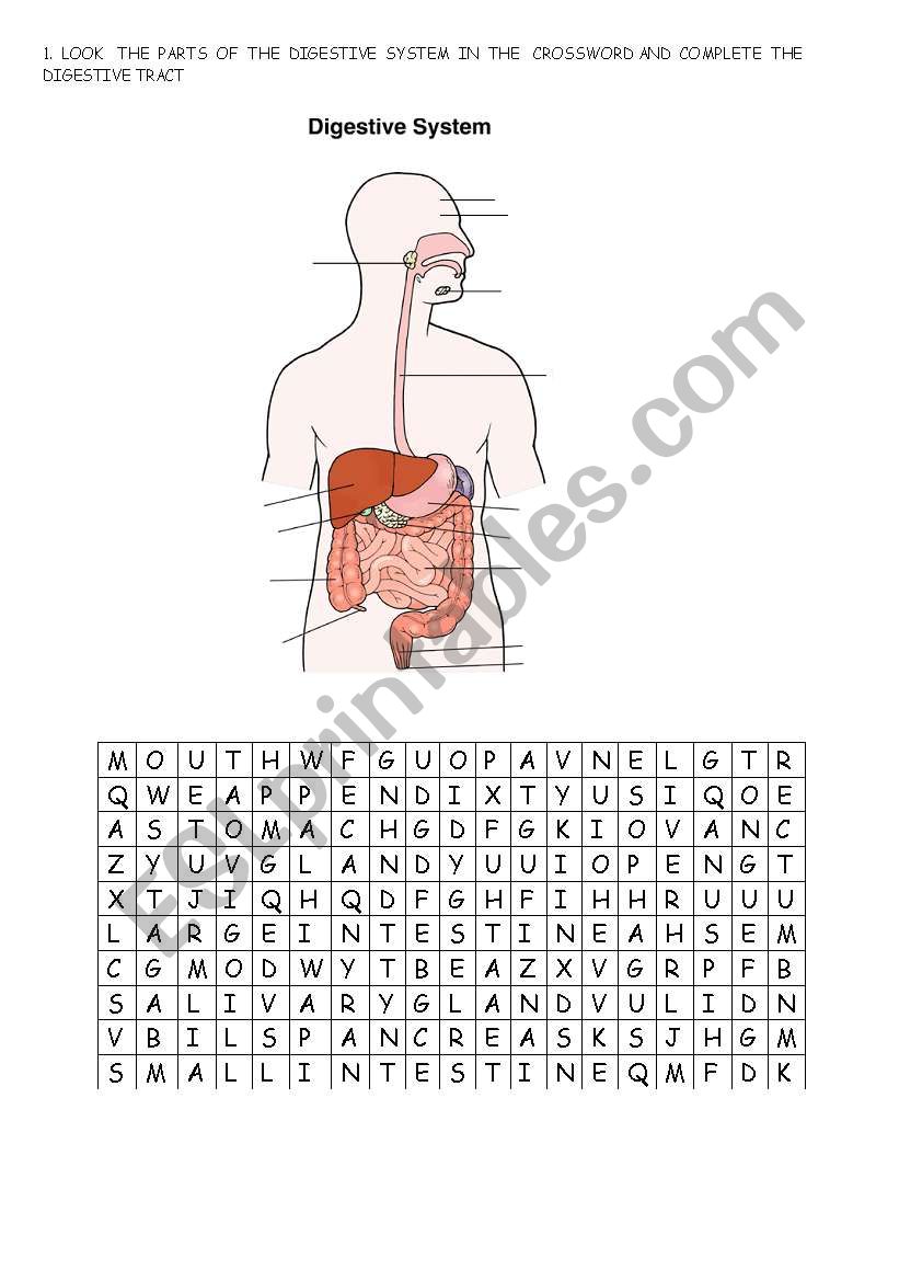 DIGESTIVE SYSTEM worksheet