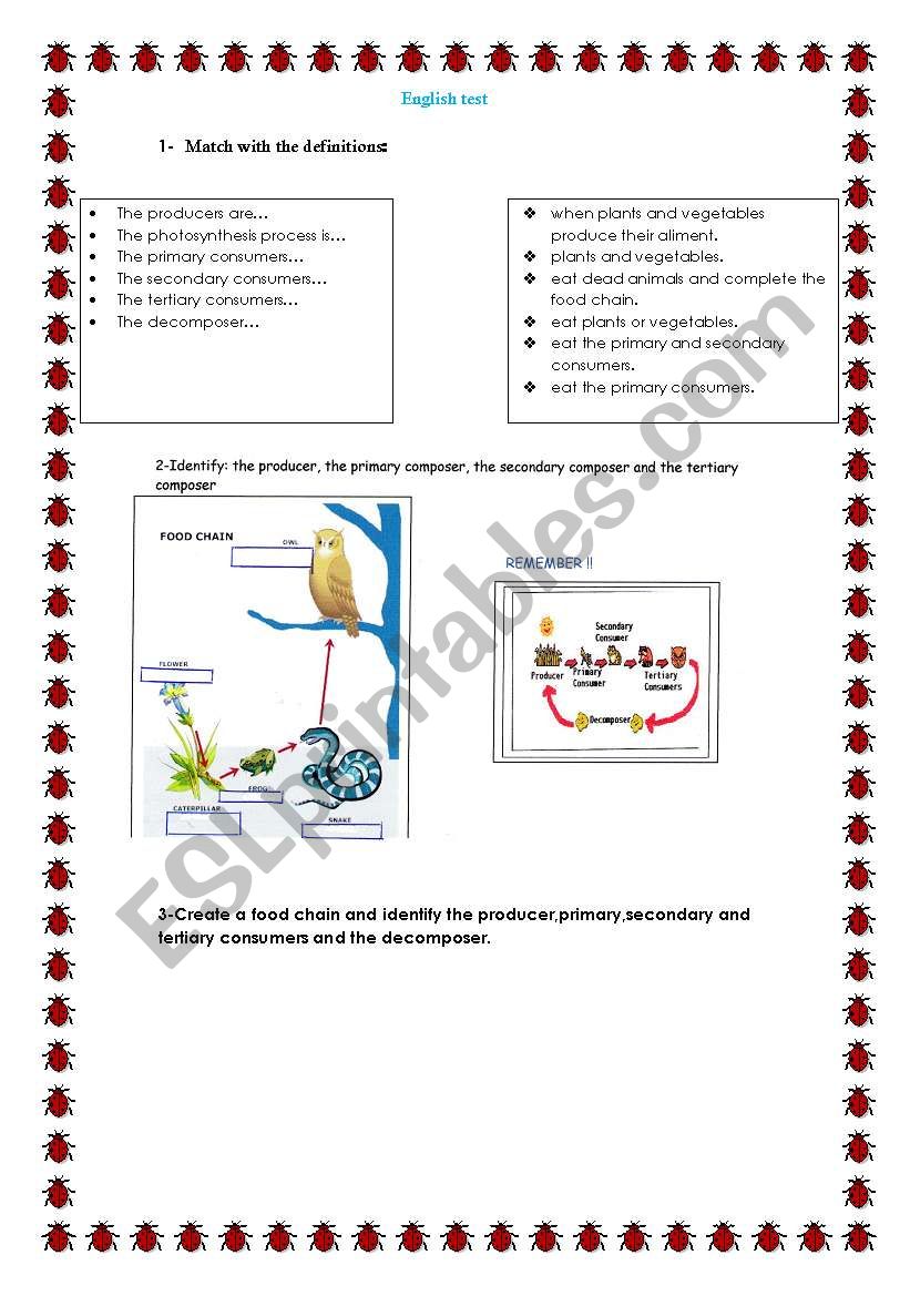 Animals food chain worksheet