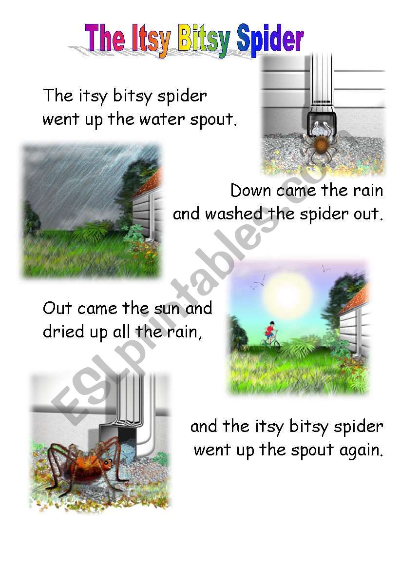 the itsy bitsy spider  worksheet