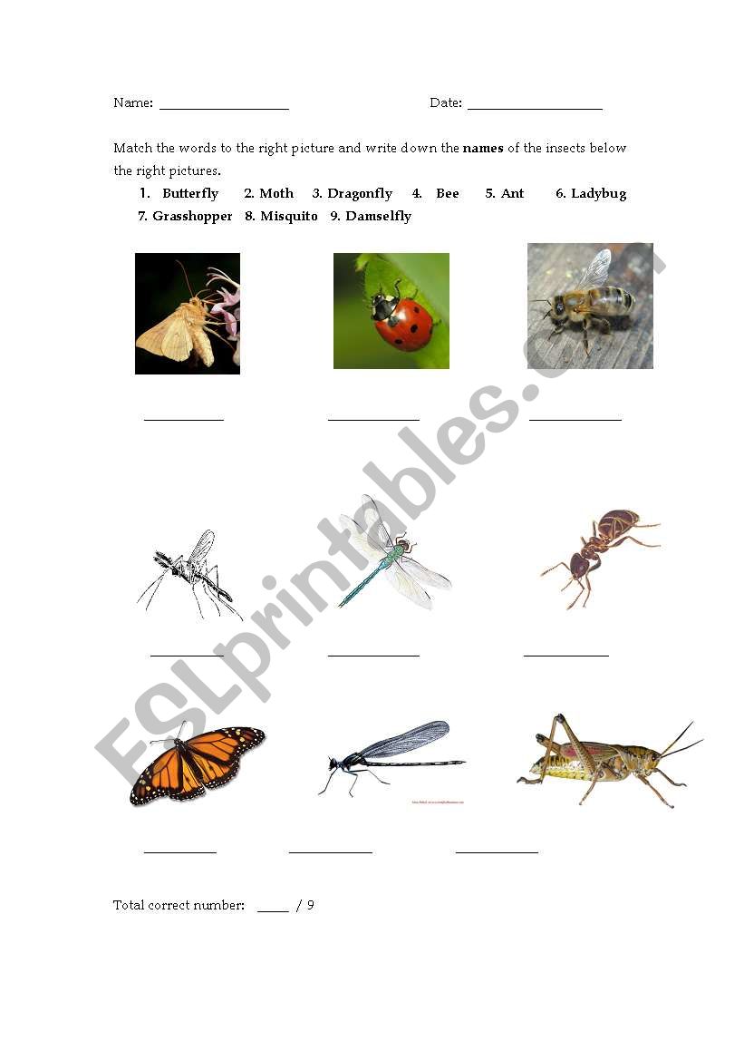Flash cards--insects worksheet