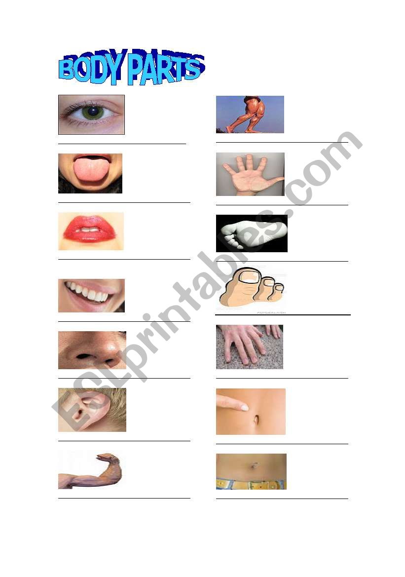 body parts worksheet