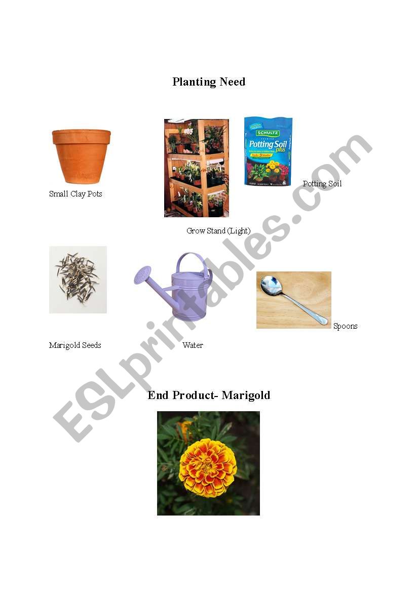 Plants  worksheet