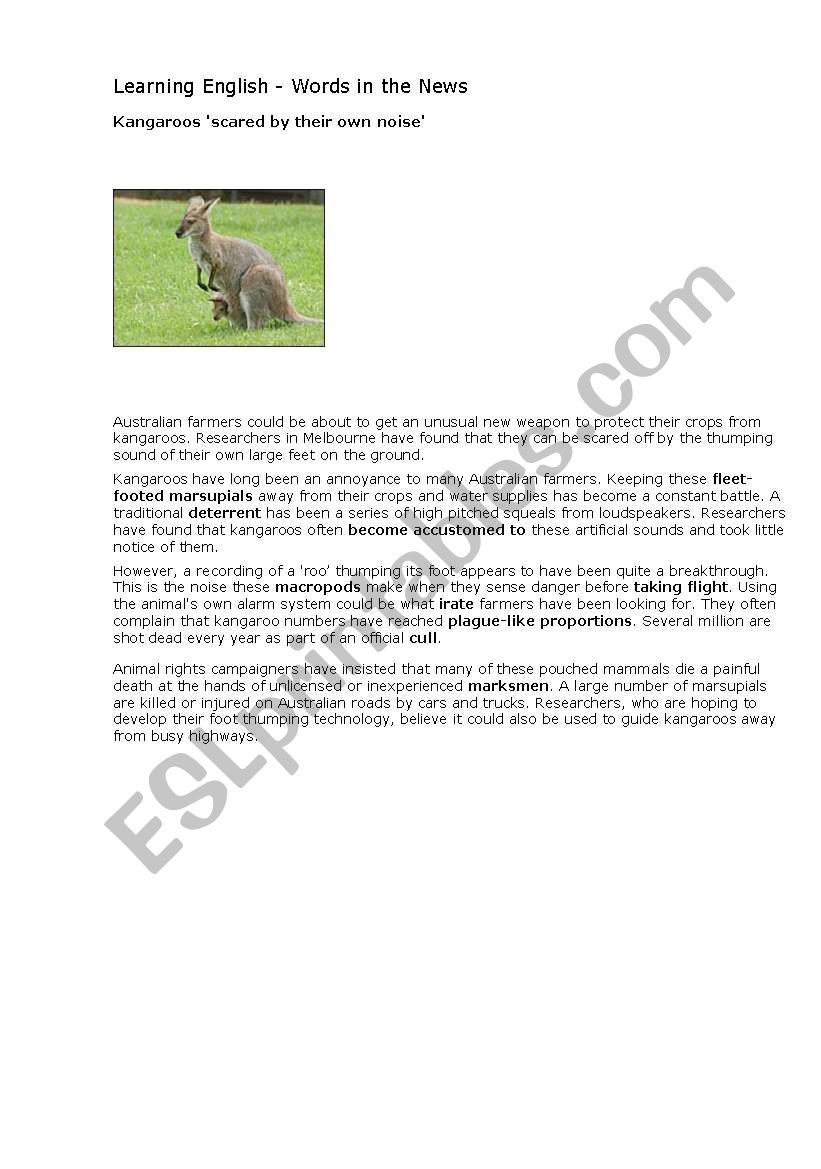 kangaroos worksheet