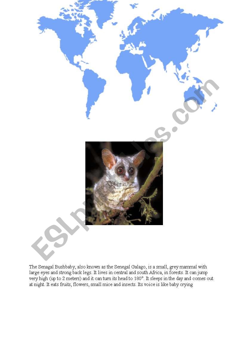 Bushbabies worksheet