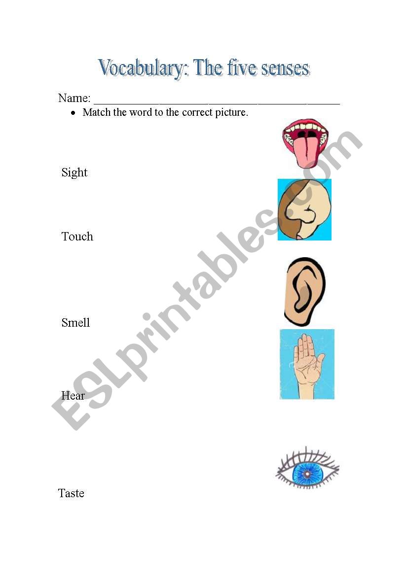 The five senses worksheet