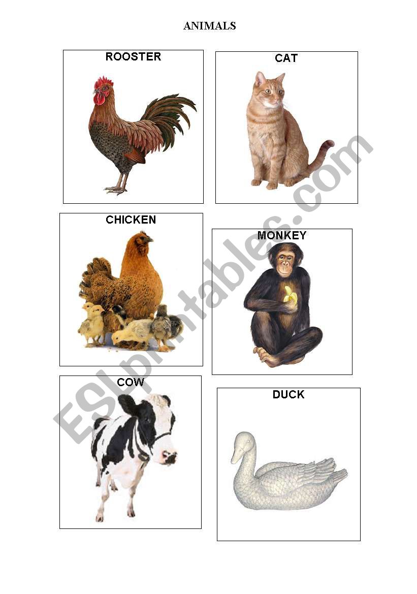 ANIMALS 1 - FLASHCARDS worksheet