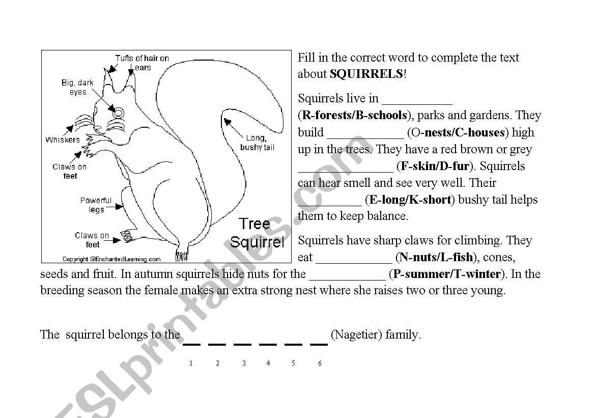 The squirell-for bilingual education Biology English / German