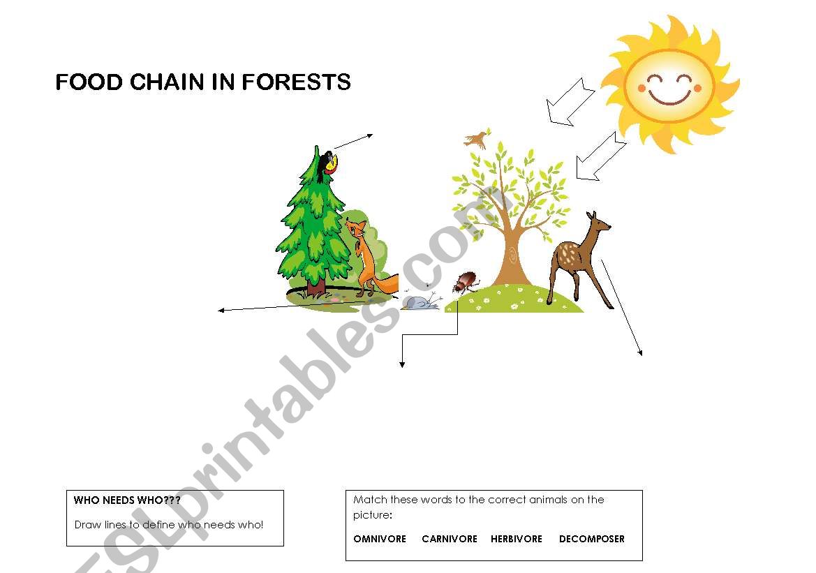 Food chain in forests worksheet