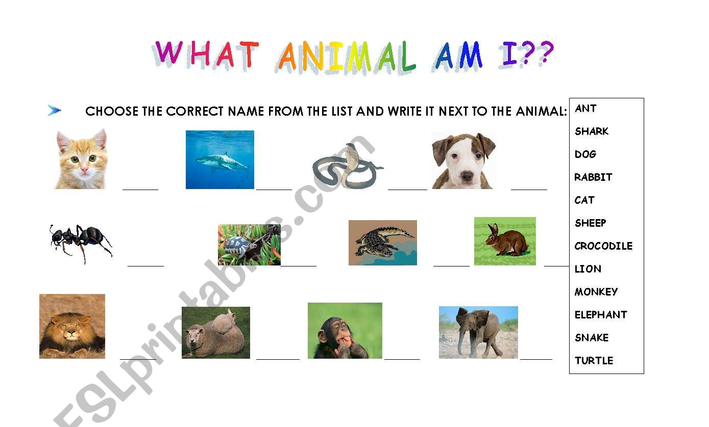 English worksheets: what animal am I??